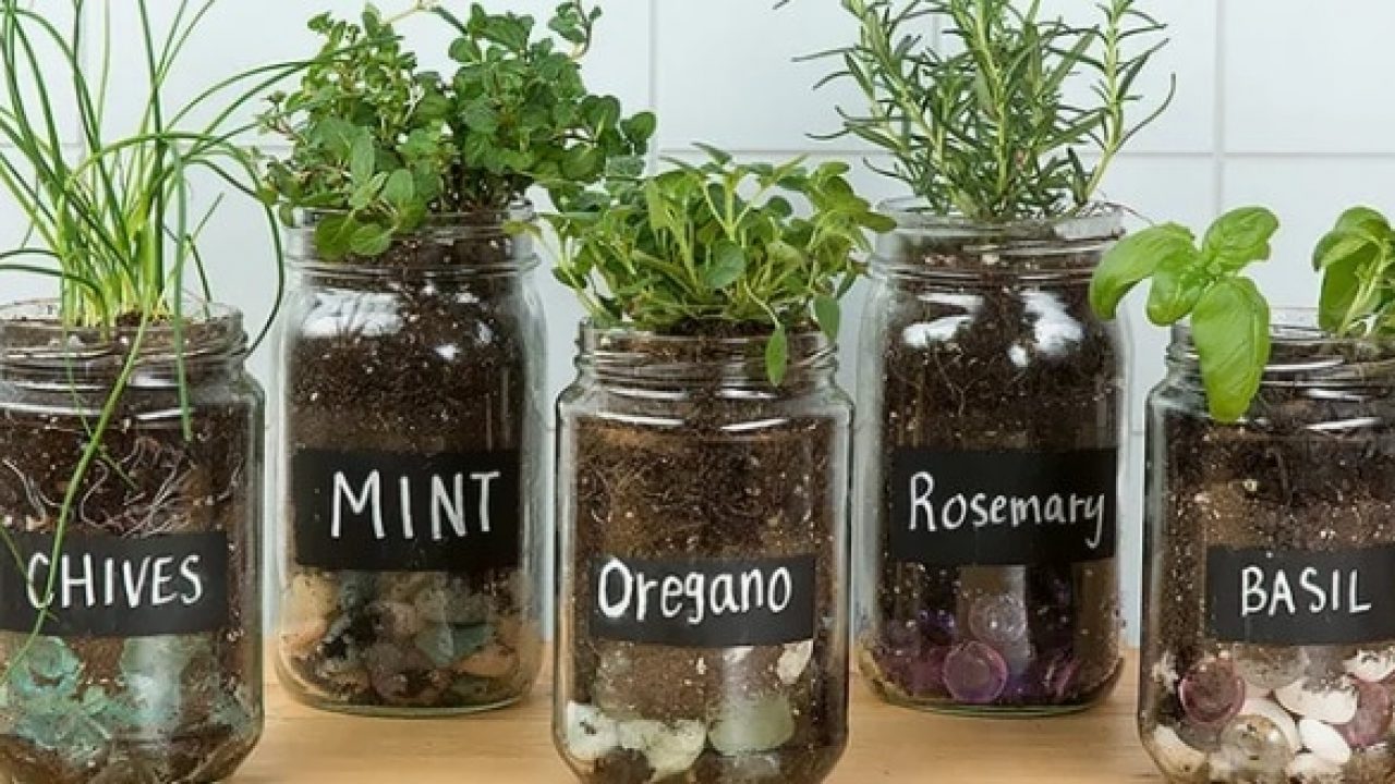Cara Membuat Kebun Mini Tanaman Obat Mudah Dan Praktis Ilmubudidaya Com