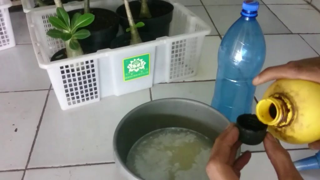 8 Cara Membuat Pupuk  Cair  dari  Air Cucian  Beras  dengan 