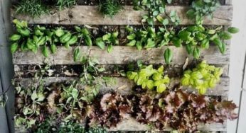 Cara Berkebun di Lahan Sempit dengan Vertical Garden