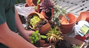 Cara Membuat Taman Bunga dari Barang Bekas – Sederhana dan Indah