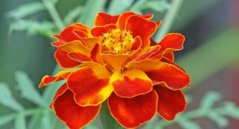 Cara Menanam Bunga French Marigold dan Perawatannya