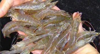 5 Cara Budidaya Udang Sistem Bioflok Agar Hasil Panen Meningkat
