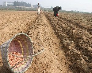 6 Cara Tumpang Sari Jagung dan Kacang Tanah dengan Tips Mudah