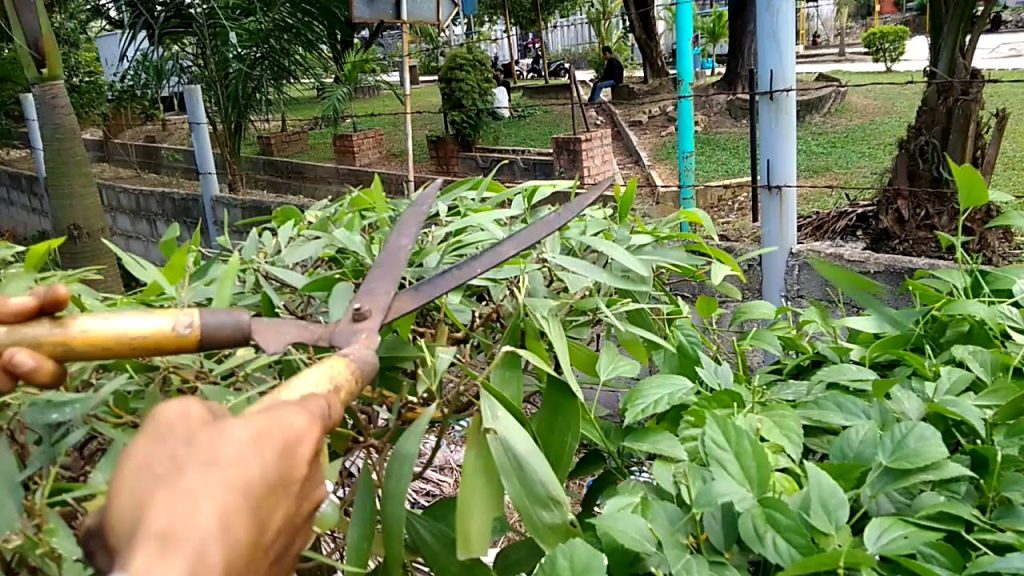 Cara Menanam Bunga Lee Kuan Yew Tips dan Trik Lengkap