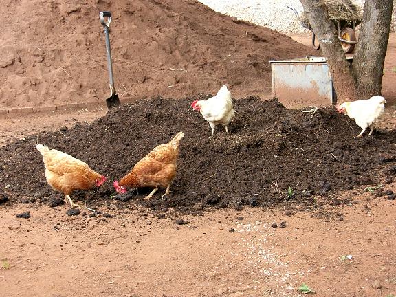 Cara Membuat Pupuk  Organik Padat dari Kotoran Ayam Mudah 