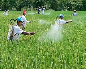 mengapa petani dilarang menggunakan pestisida kimia berlebihan