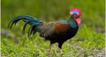 Cara Budidaya Ayam Hutan Hijau dan Perawatannya yang Mudah