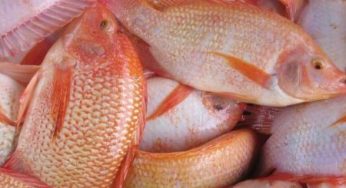Cara Budidaya Ikan Nila Merah di Kolam Tembok yang Paling Mudah