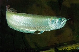 Inilah Cara Memelihara Ikan Arwana Silver Di Akuarium Buat Para Pemula - Ilmubudidaya.com