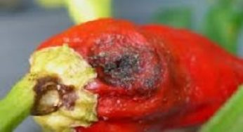 Cara Aplikasi Agen Trichoderma dan Gliocladium Mengatasi Antraknosa Secara Alami