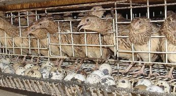 Cara Budidaya Burung Puyuh Rumahan yang Sederhana dan Mudah Dipraktikkan