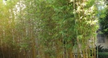 Inilah Alasan Mengapa Tanaman Bambu dapat Mencegah Tanah Longsor dan Erosi