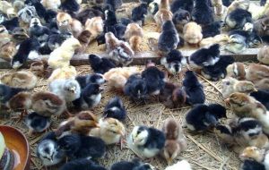 Cara Budidaya Ayam Jawa Super Bagi Pemula