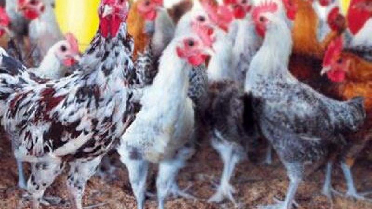 Cara Budidaya Ayam Jawa Super Bagi Pemula Ide Bisnis Baru