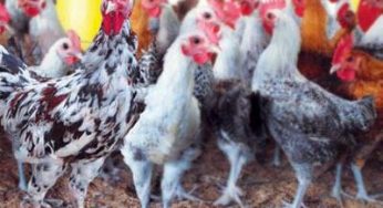 Cara Budidaya Ayam Jawa Super Bagi Pemula – Ide Bisnis Baru