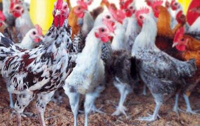 Cara Budidaya Ayam Jawa Super  Bagi Pemula Ide Bisnis 