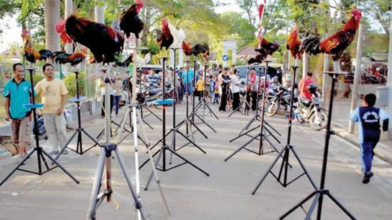 Cara Budidaya Ayam Ketawa Paling Mudah Bagi Pemula Ilmubudidaya Com