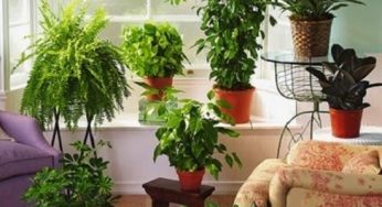 Inilah 9 Cara Merawat Bunga Indoor agar Tetap Segar
