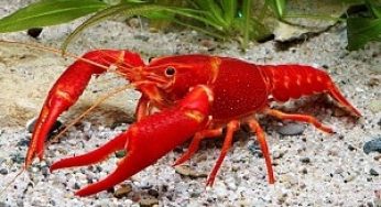 Cara Budidaya Lobster Hias Merah Bagi Pemula dan Perawatannya