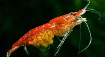 Cara Budidaya Udang Ceri Bagi Pemula dengan Mudah