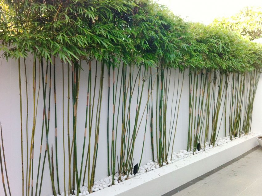 Inilah Cara Membuat Tanaman  Dinding  dari Bambu dan 