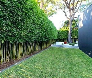 tanaman dinding bambu