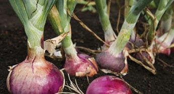 Inilah Cara Merawat Bawang Merah di Musim Hujan