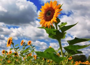 9 Cara  Merawat  Bunga  Matahari  Agar Cepat Berbunga 
