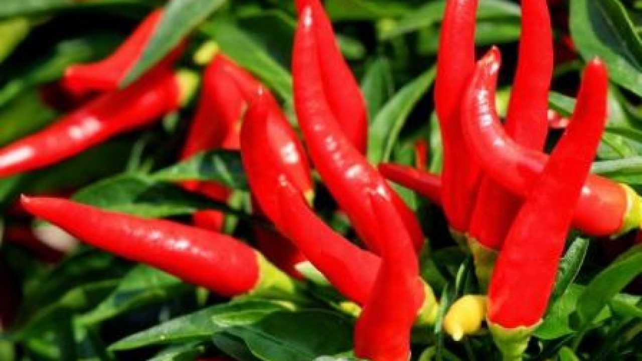 Cara Menanam Cabe Ori 212 Baik Dan Benar Seeds Aura Cara