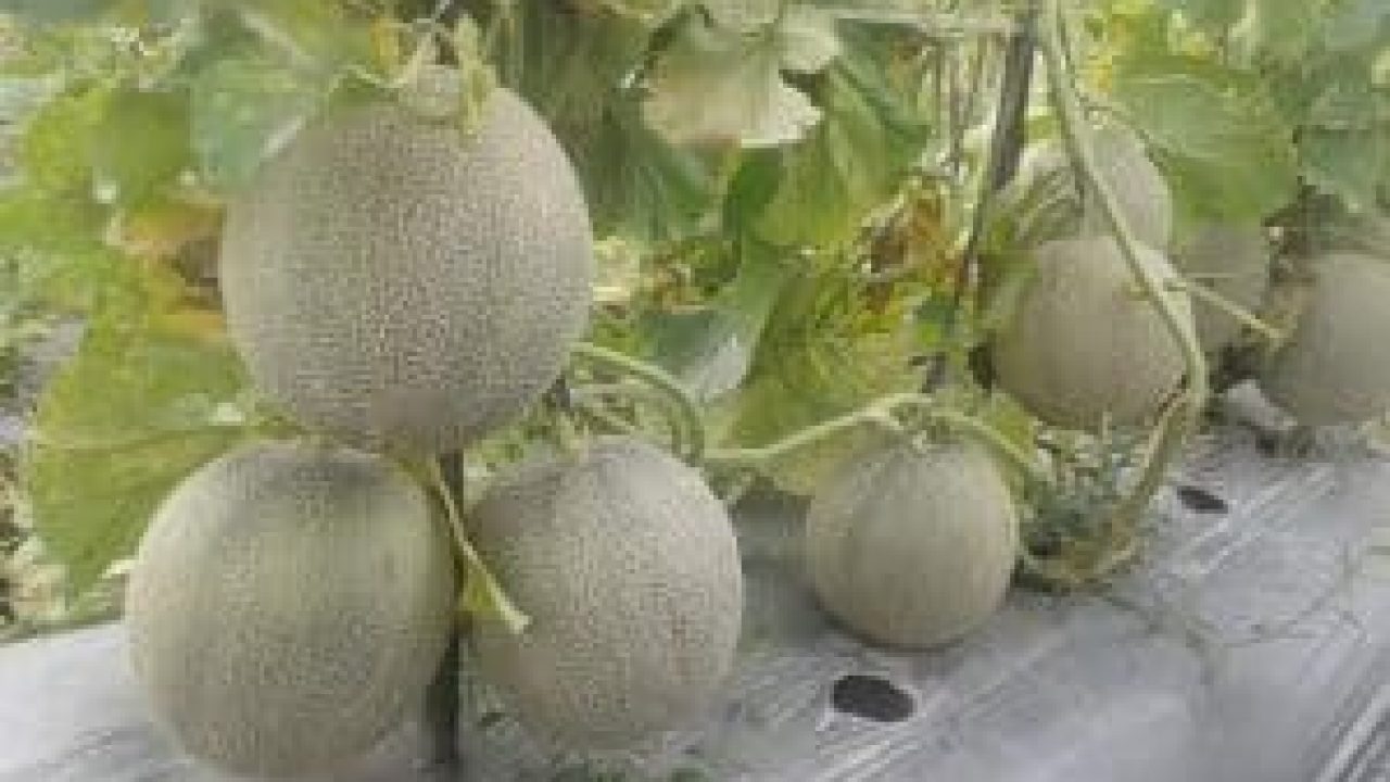 Cara Merawat Tanaman Melon Di Musim Hujan Ilmubudidaya Com