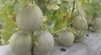 Cara Merawat Tanaman Melon di Musim Hujan