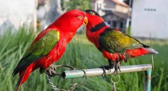 Cara Budidaya Burung Nuri Bayan – Perawatan – Anakan Burung