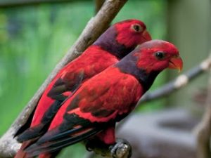 Budidaya Burung Nuri Merah