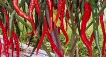 Inilah Cara Merawat Cabe Keriting di Musim Hujan Agar Panen Tetap Bagus