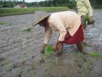 Cara Menanam Padi Yang Baik Dan Menguntungkan Bagi Para Petani Di Desa