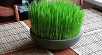 Cara Menanam Rumput Gandum dan Perawatannya