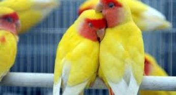 Cara Buddiaya Burung Lovebird Lutino – Perawatan sampai Proses Anakan