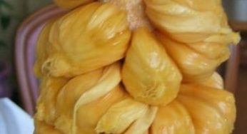 Tips Menanam Nangkadak di Kebun Sendiri – Agar Buah Melimpah