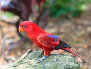 Cara Budidaya Burung Nuri Merah