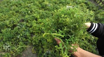 Cara Budidaya Rumput Laut Gracilaria sp