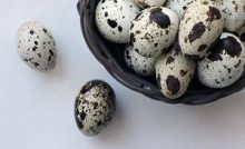 Inilah Cara Budidaya Burung Prenjak Lumut Bagi Pemula