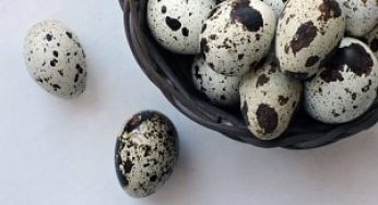 Cara Budidaya Telur Puyuh yang Mudah – Panduan Lengkap!