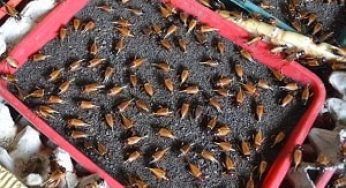 Inilah Cara Budidaya Telur Jangkrik yang Paling Mudah