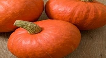 Cara Budidaya Labu Merah #Tips Sampai Panen