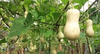 Alih-Alih Sulit, Begini Cara Menyemai Labu Madu