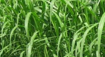 Bagaimana Cara Budidaya Rumput Benggala?