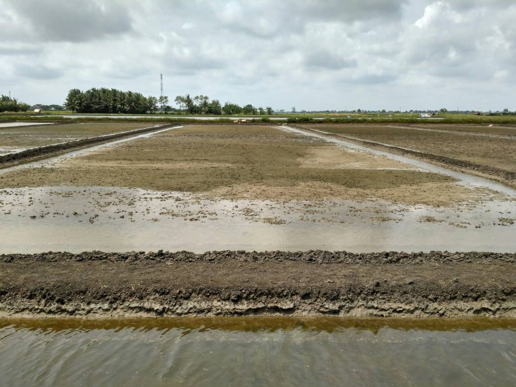 Teknik Budidaya Rumput Laut Gracilaria Di Tambak Ilmubudidaya Com