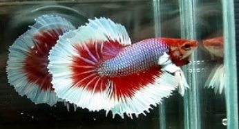 Inilah Cara Budidaya Telur Ikan Cupang Buat Pemula