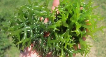 Teknik Budidaya Rumput Laut Gracilaria di Tambak