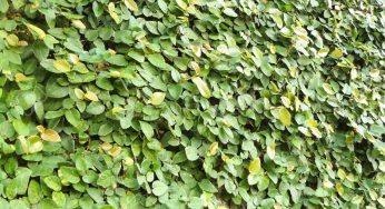 Beginilah Cara Menanam Ficus Pumila yang Baik dan Benar